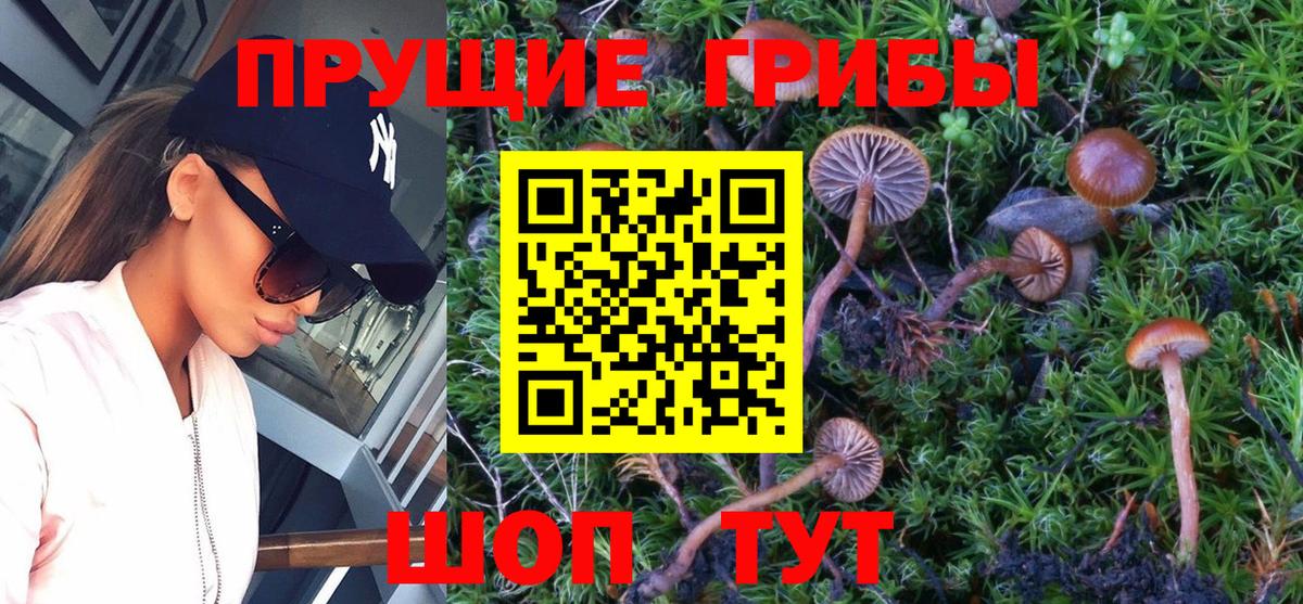 Дивногорск  Псилоцибиновые грибы Cubensis  Вход с VPN  дарнет шоп  Псилоцибиновые грибы Psilocybine cubensis 